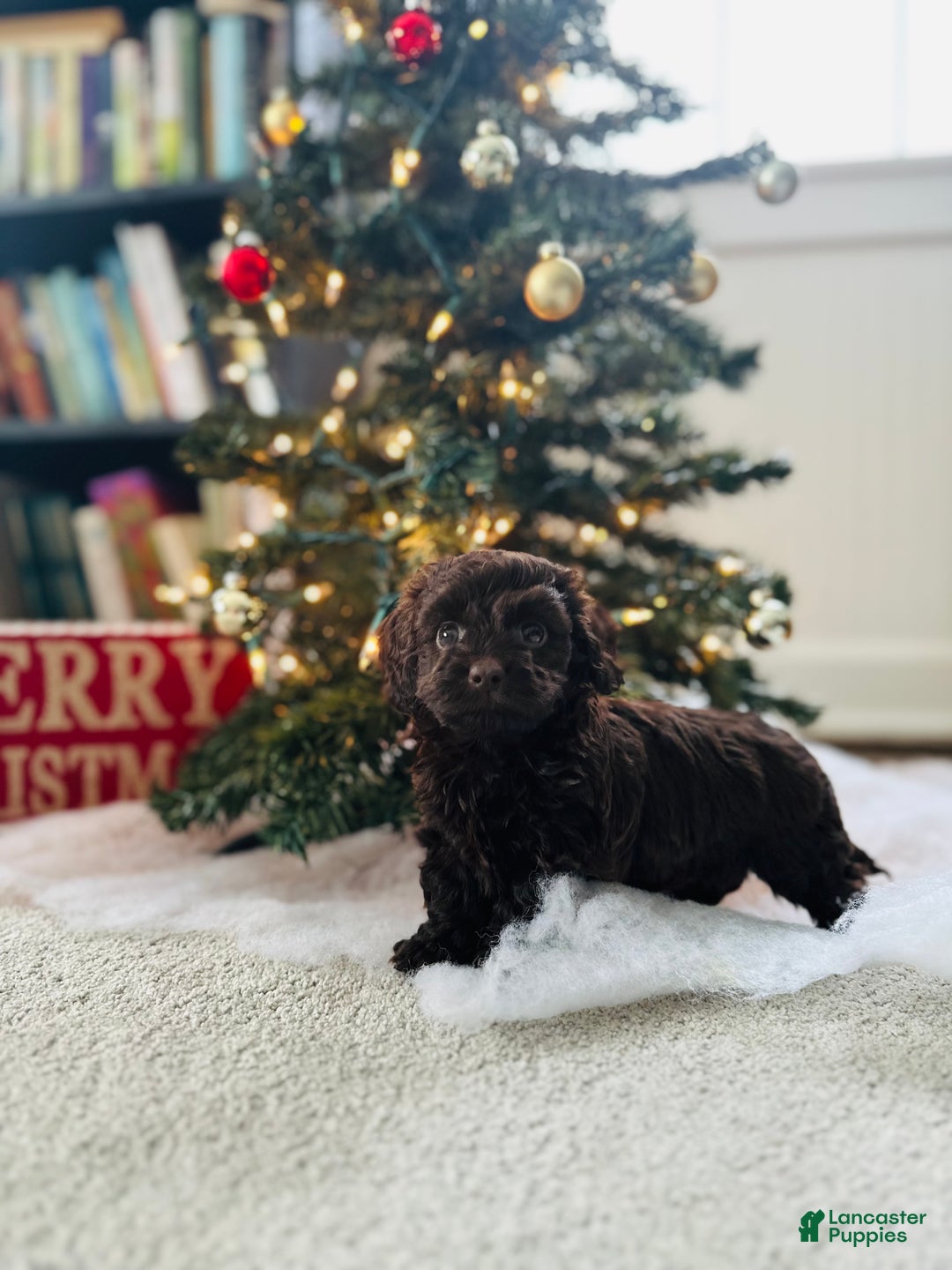 Mixed Breed dogs for sale: Crystal  - Ad 3