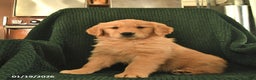 Golden Retriever dogs for sale: Ruby  - Ad 1