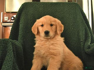 Golden Retriever dogs Ruby - Ad 5