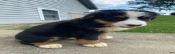 Bernese Mountain Dog dogs for sale: Dolly - Ad 9