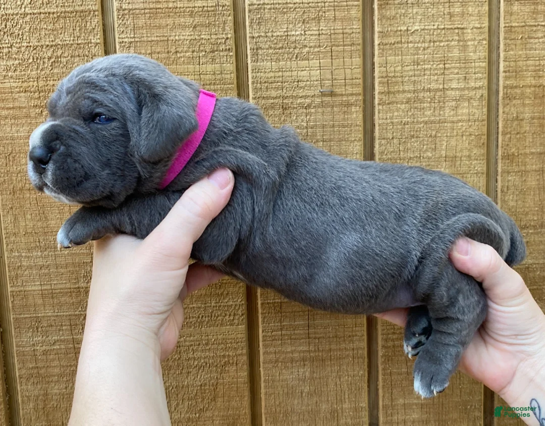 Cane Corso dogs for sale: Cane Corso Puppy 1 - Ad 1