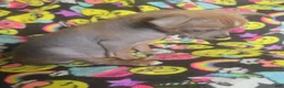 Chinese Crested dogs for sale: Stewart - Ad 25