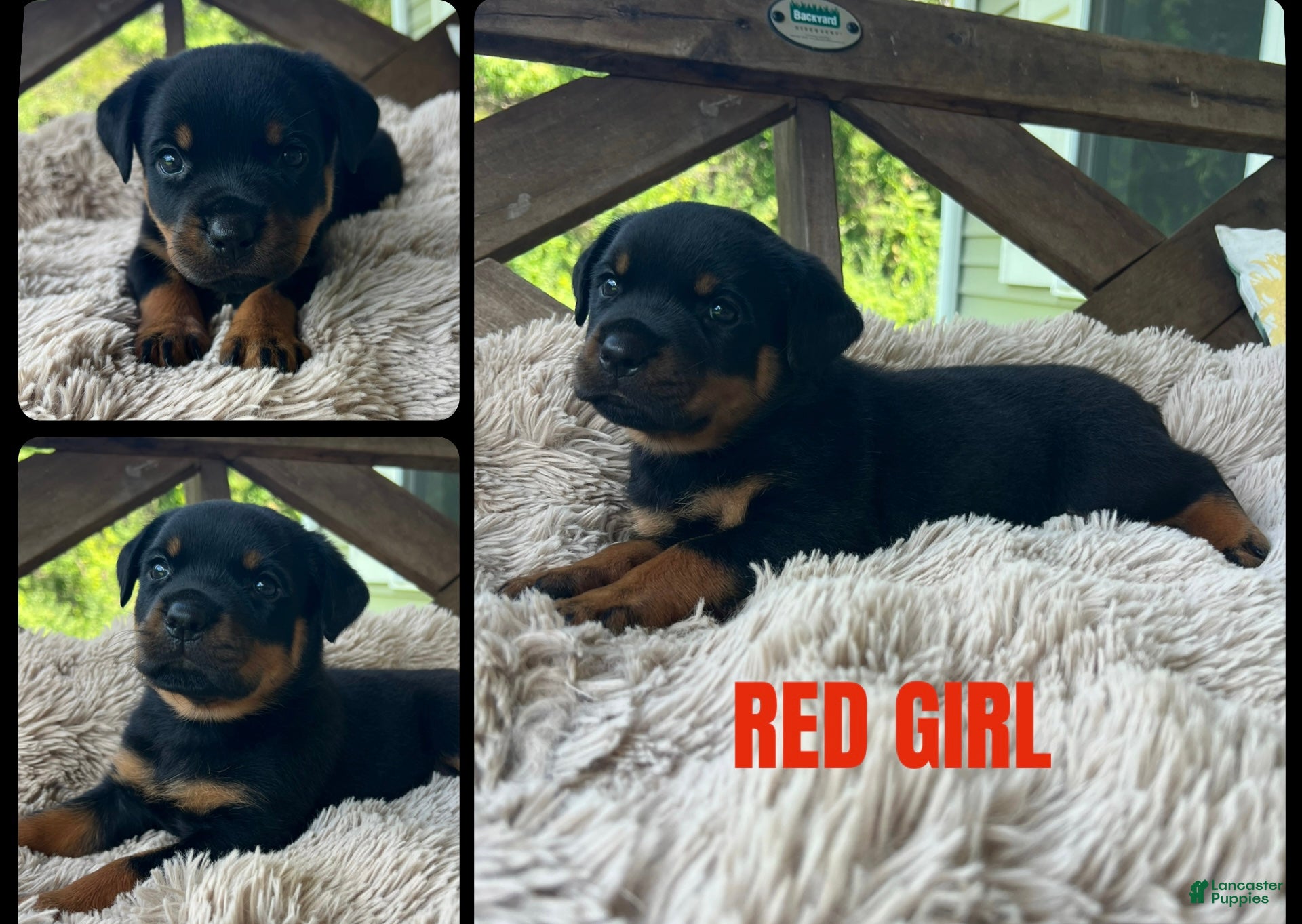 Rottweiler dogs Rottweiler 9 - Ad 33