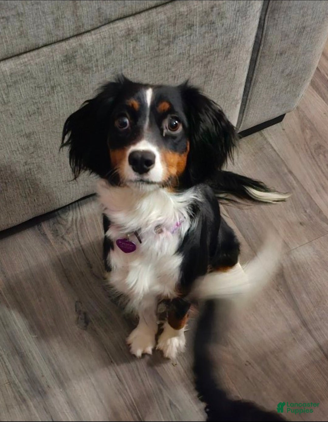 Mixed Breed dogs for sale: The Enchanted Pomalier 🐾 - Ad 40