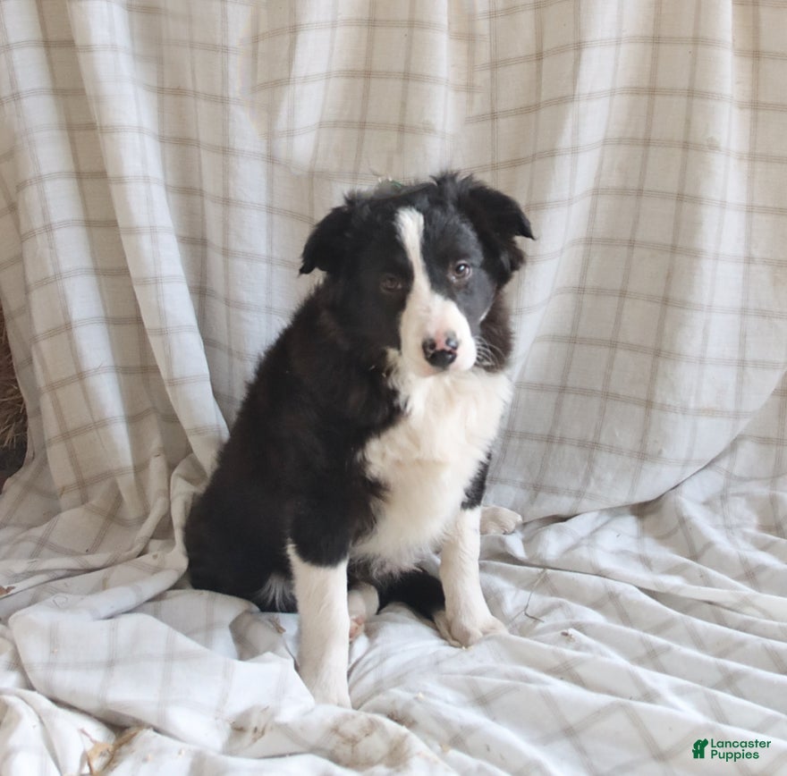 Mixed Breed dogs Roscoe - Ad 2