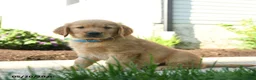 Golden Retriever dogs for sale: Harley - Ad 2