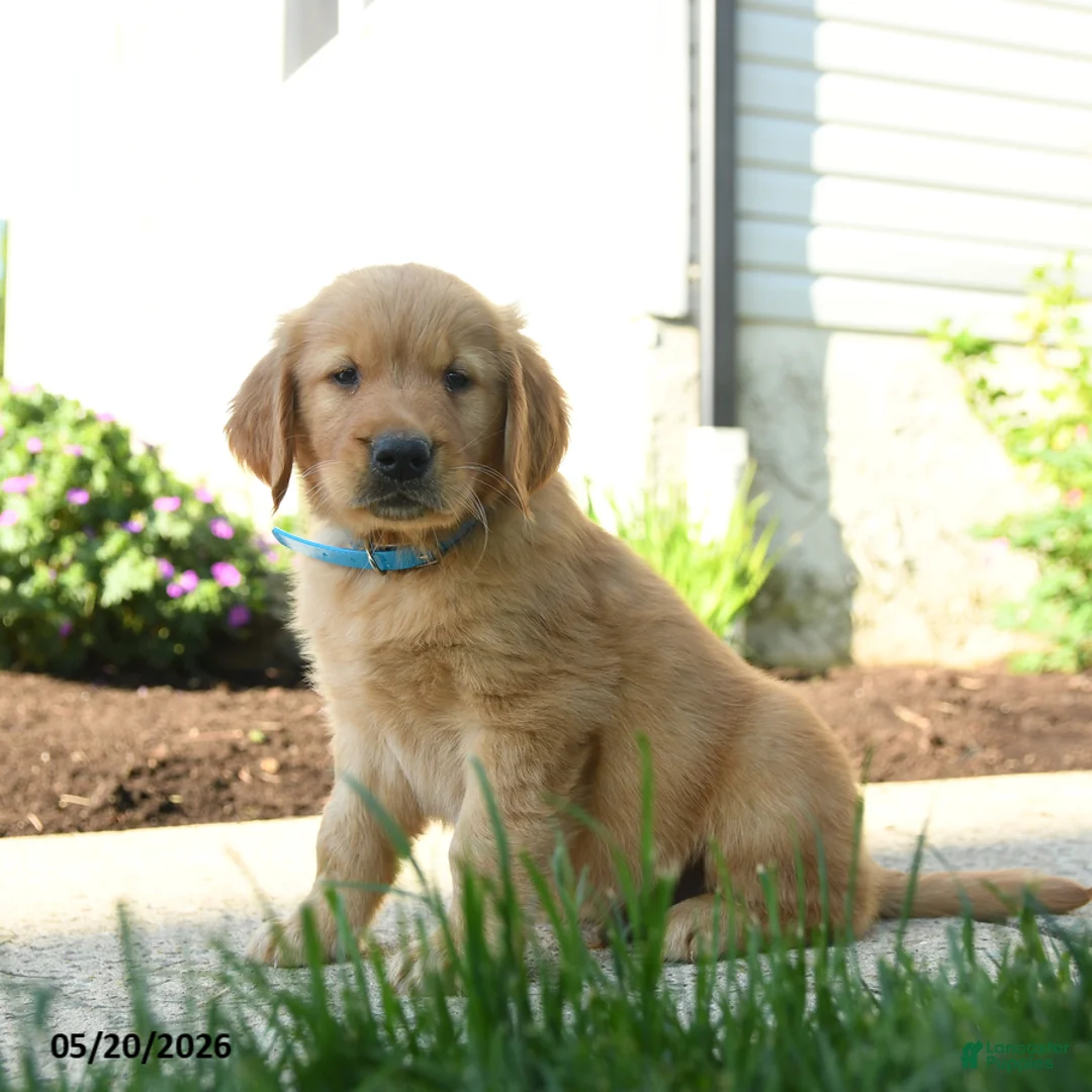 Golden Retriever dogs for sale: Harley - Ad 2