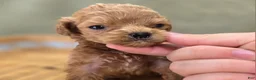 Cockapoo dogs for sale: Girdle - Ad 30
