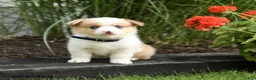 Welsh Corgi Pembroke dogs for sale: Penny - Ad 4