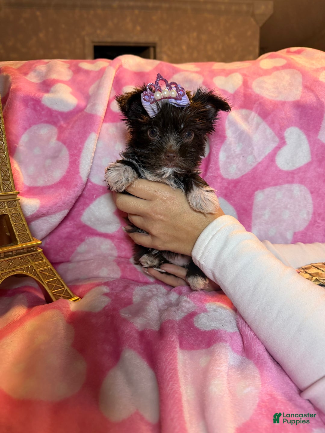 Yorkshire Terrier dogs for sale: Yorkshire Terrier Puppy 2 - Ad 4