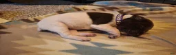 German Shorthaired Pointer dogs for sale: German Shorthaired Pointer Willow - Ad 9