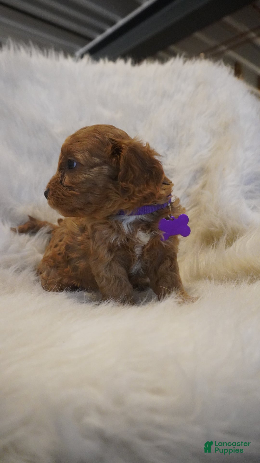 Cavapoo dogs for sale: Pluto  - Ad 7