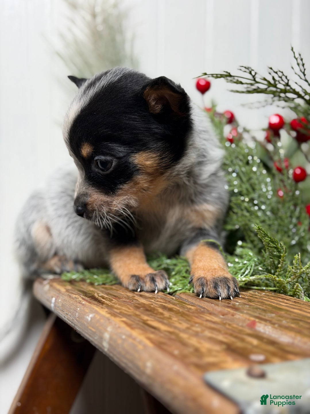 Australian Cattle Dog dogs for sale: Australian Cattle Dog Puppy 9 - Ad 3