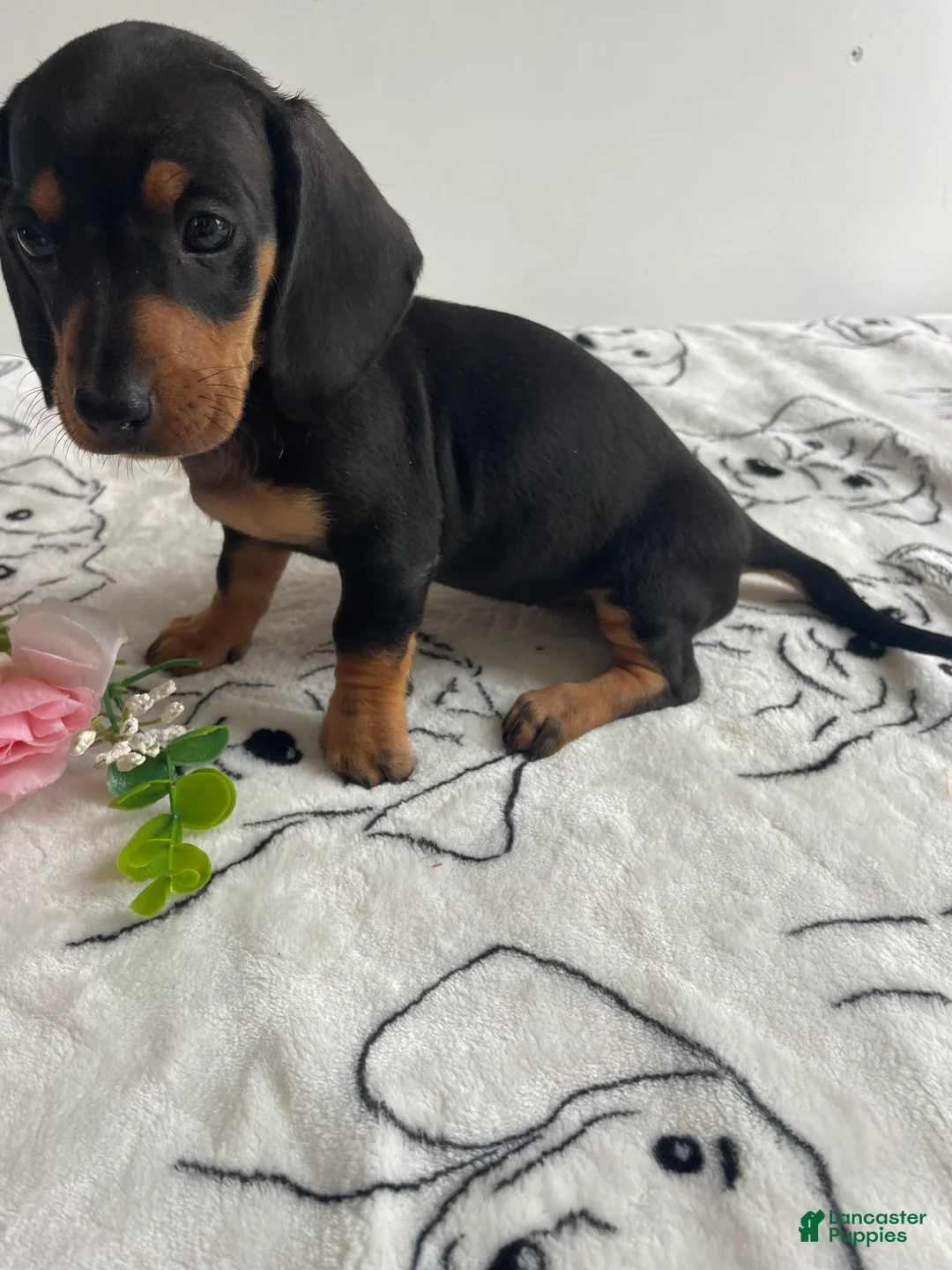 Miniature Dachshund dogs for sale: Daisy - Ad 4