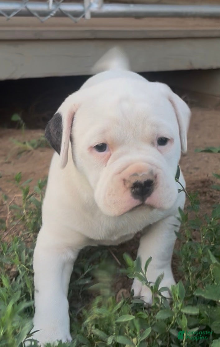 American Bulldog dogs for sale: Misty - Ad 4