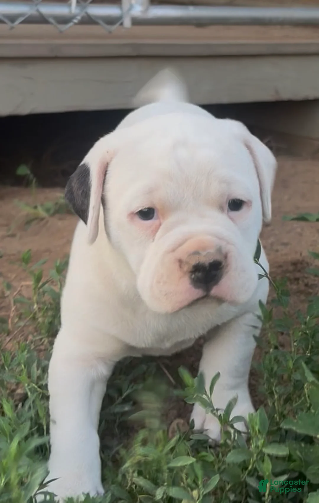 American Bulldog dogs for sale: Misty - Ad 1