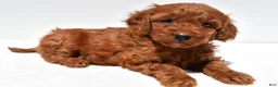 Mini Goldendoodle dogs for sale: Ruby - Ad 1