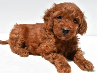 Mini Goldendoodle dogs for sale: Ruby - Ad 1