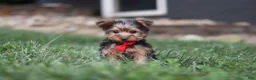 Yorkshire Terrier dogs for sale: Bo - Ad 9