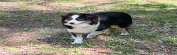 Australian Shepherd dogs for sale: Sasha - Ad 10