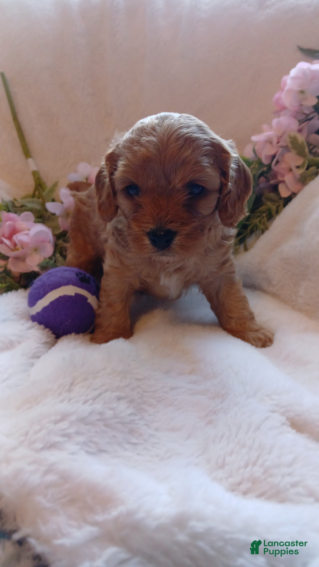 Cavapoo dogs for sale: Cathy - Ad 2
