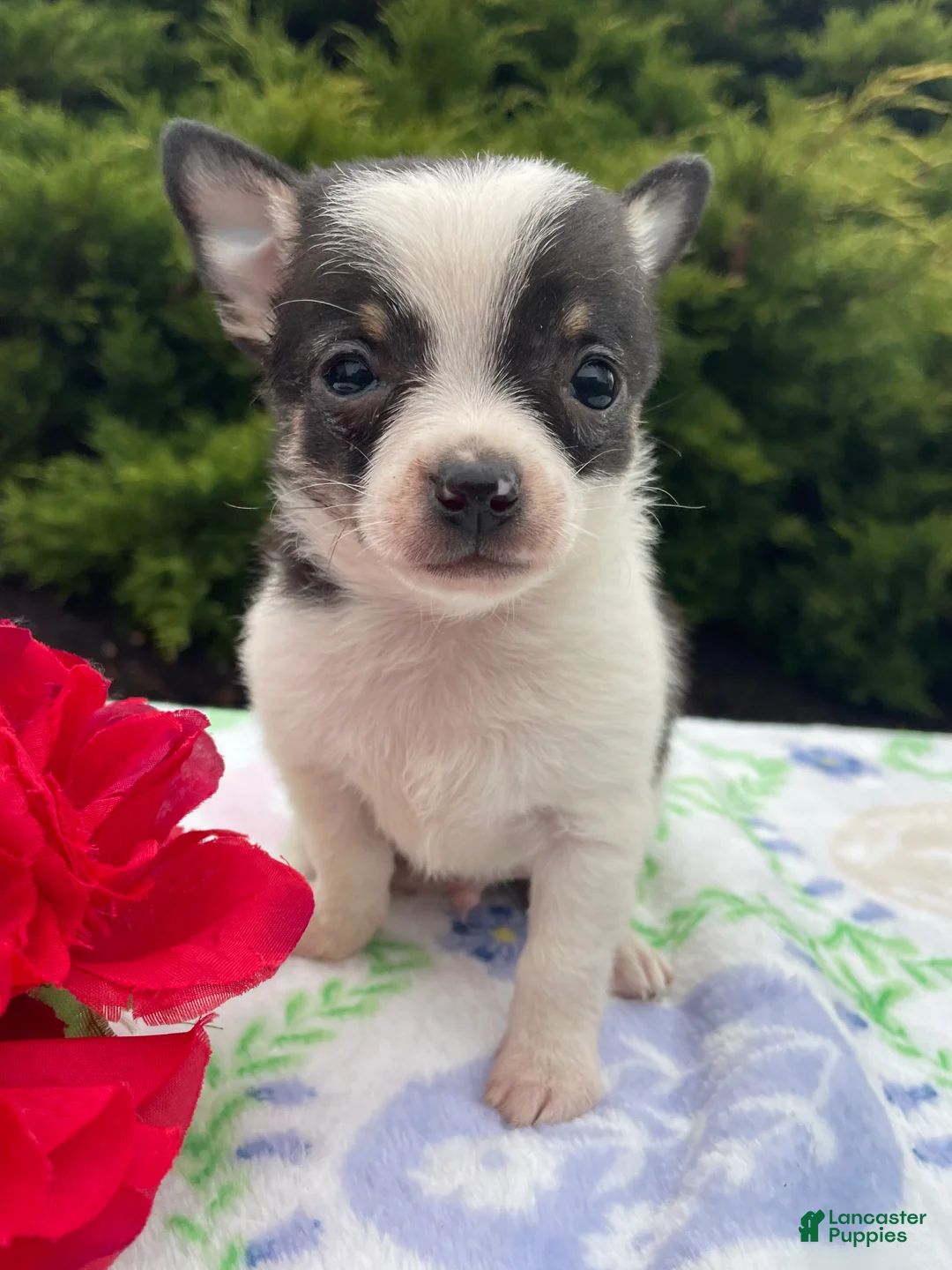 Chihuahua dogs for sale: Taco - Ad 1