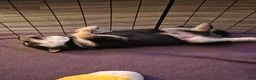 Shiba Inu dogs for sale: Shiba Inu 1 - Ad 17
