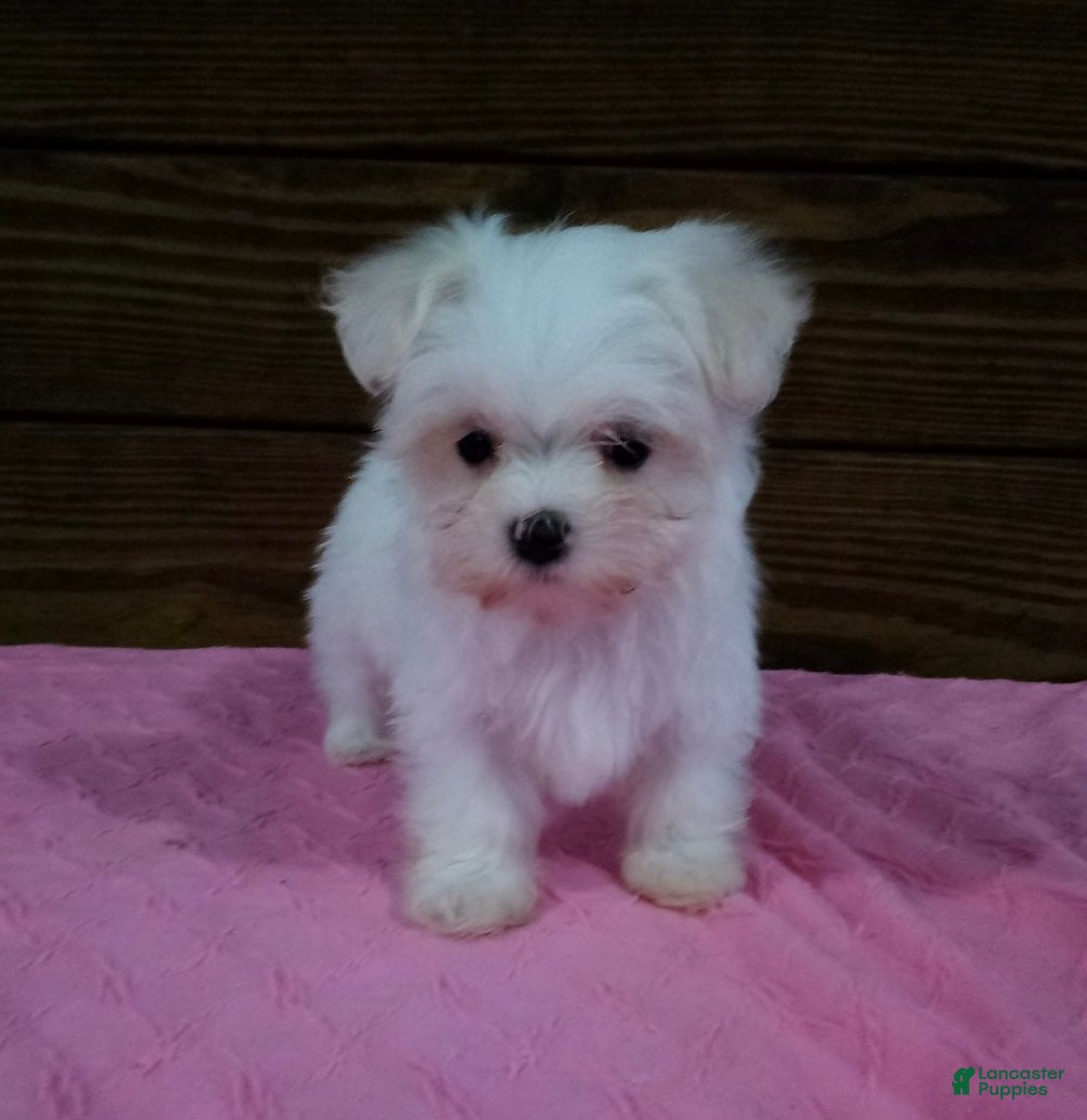 Maltese dogs Bella - Ad 1