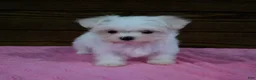 Maltese dogs for sale: Bella - Ad 1