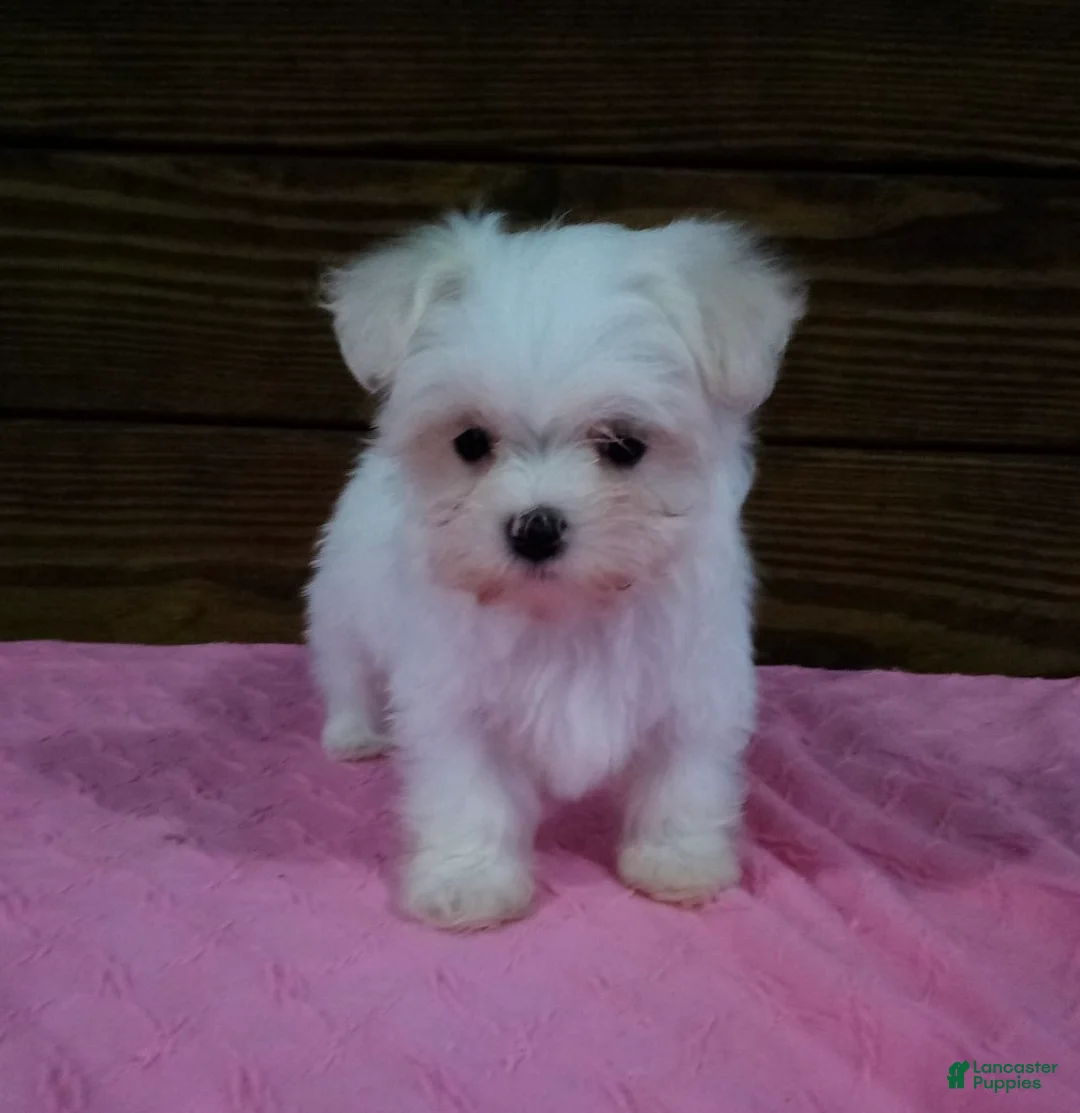 Maltese dogs for sale: Bella - Ad 1