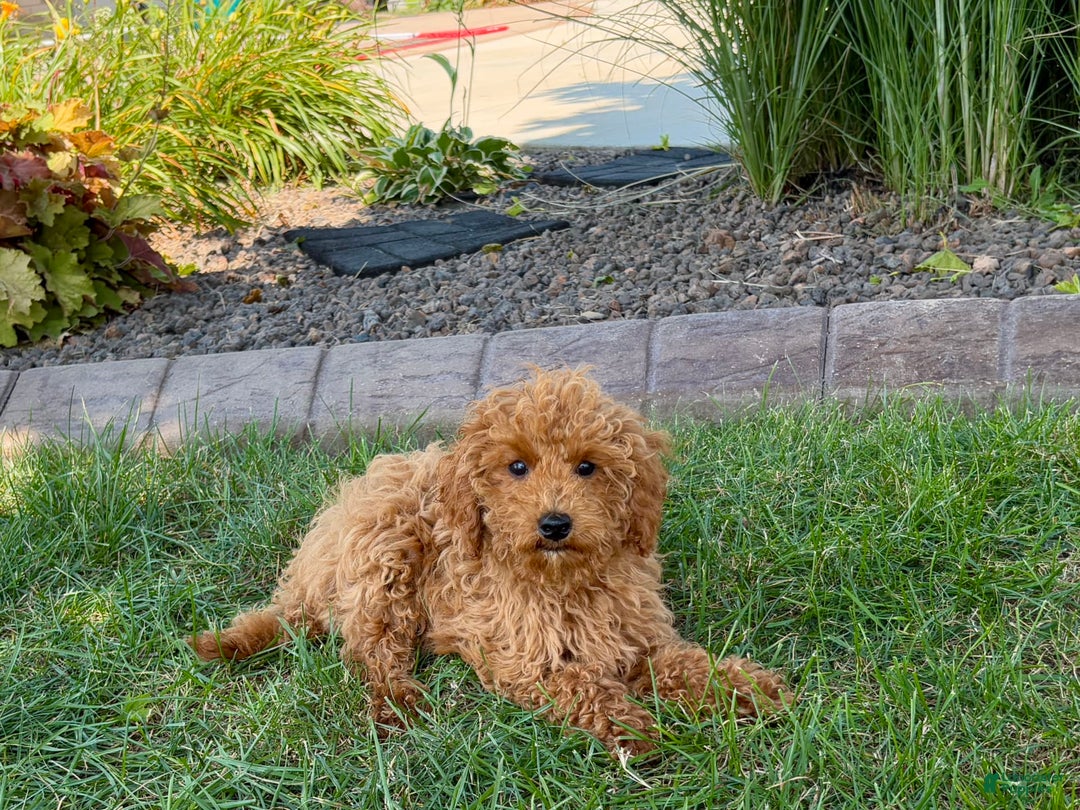 Cockapoo dogs for sale: Terry - Ad 6