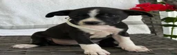 Mixed Breed dogs for sale: Gracey - Ad 2