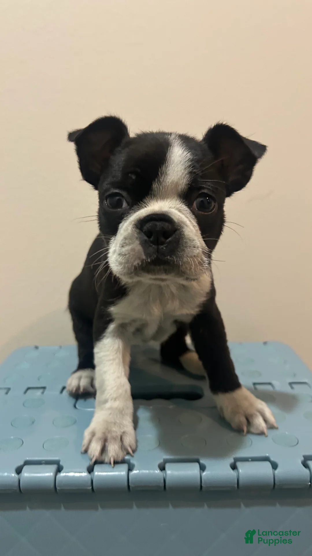 Boston Terrier dogs for sale: Dawn - Ad 2