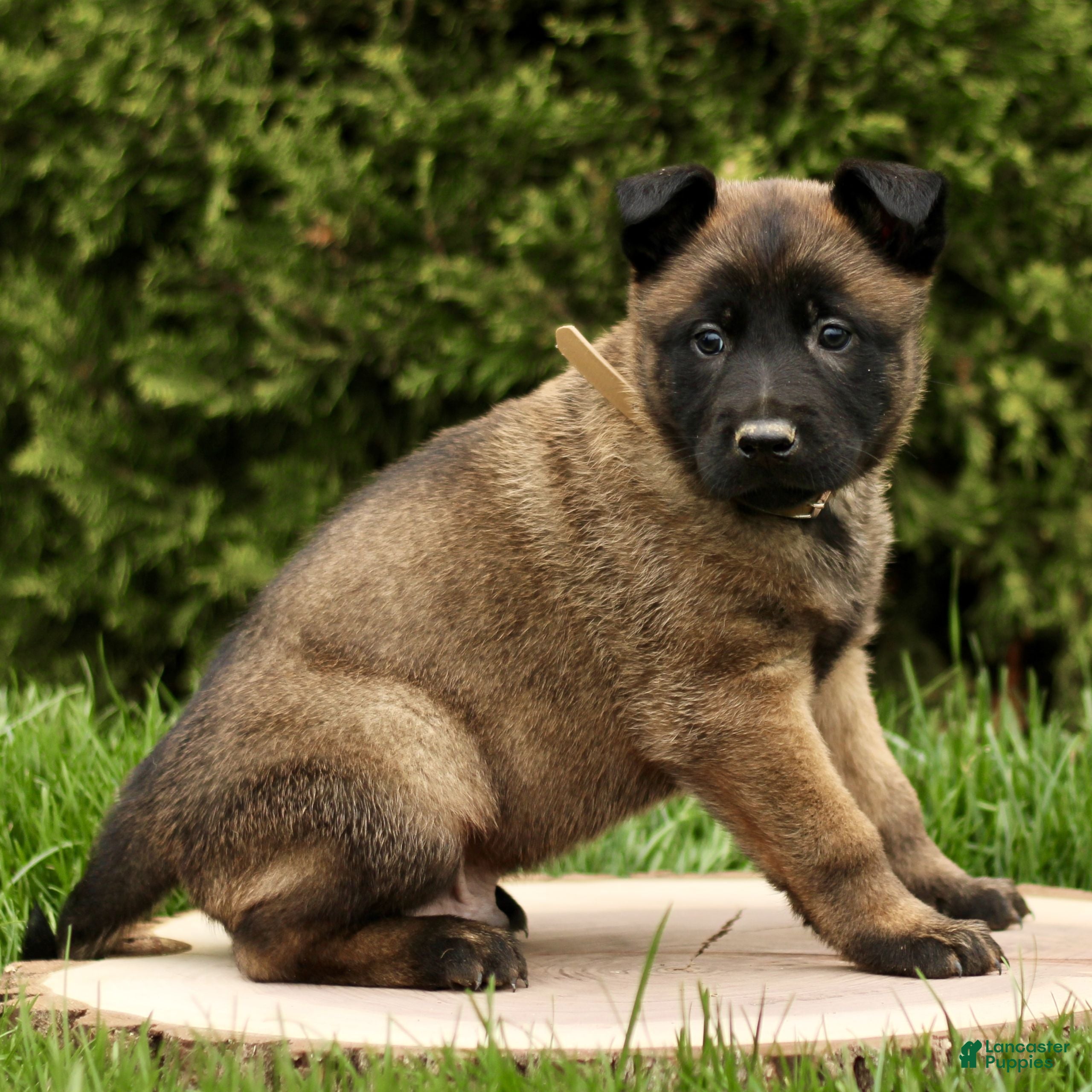 Belgian Malinois dogs Shylock  - Ad 2