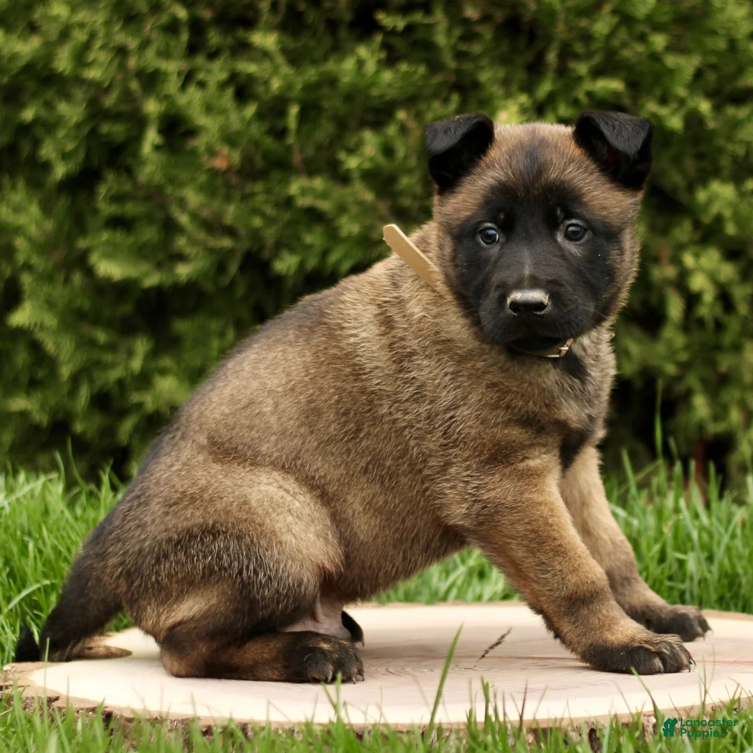Belgian Malinois dogs for sale: Shylock  - Ad 2