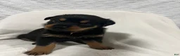 Rottweiler dogs for sale: diamond  - Ad 3