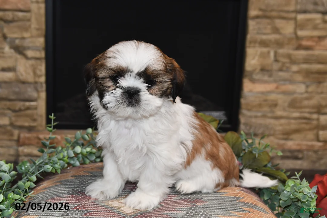 Shih Tzu dogs for sale: Pearl - Ad 5