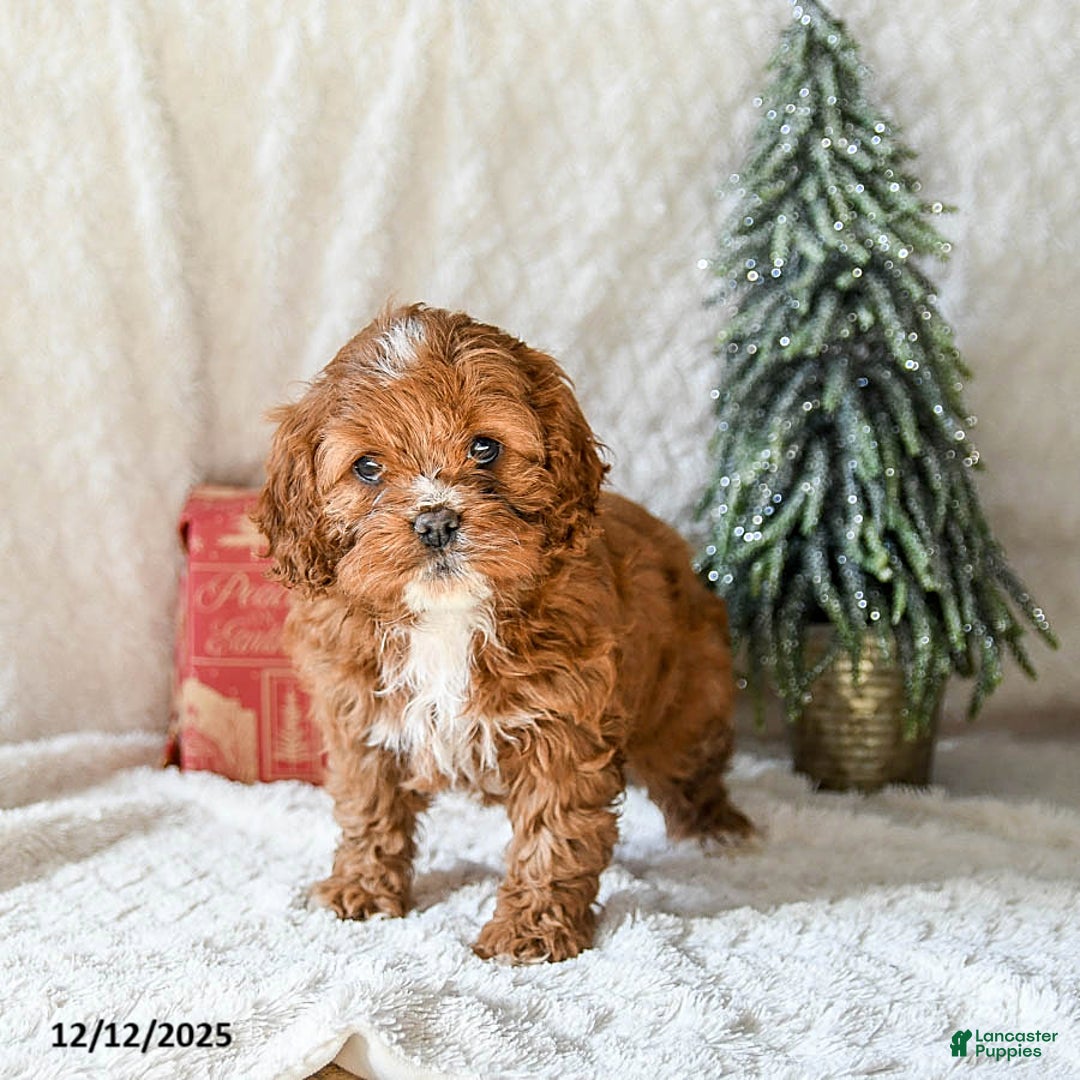 Cockapoo dogs for sale: Willow - Ad 1