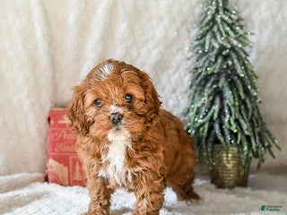 Cockapoo dogs Willow - Ad 40