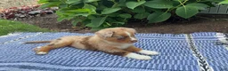 Australian Shepherd dogs for sale: Lacey - Ad 3