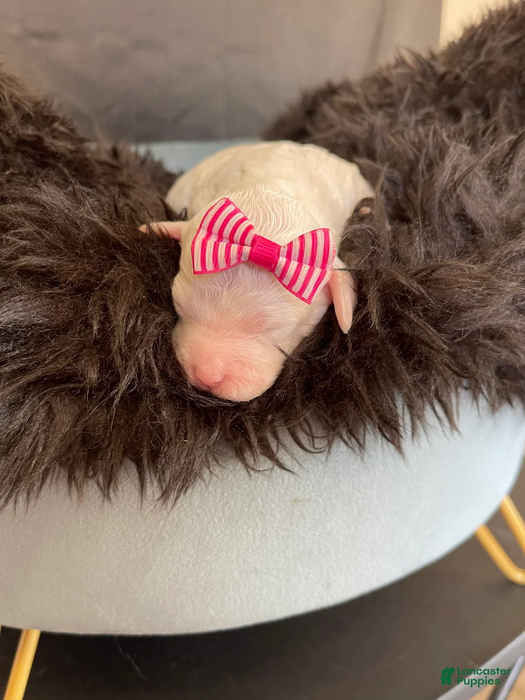 Miniature Poodle dogs for sale: Akc Clear 🧬 Tested Poodle Girl - Ad 13