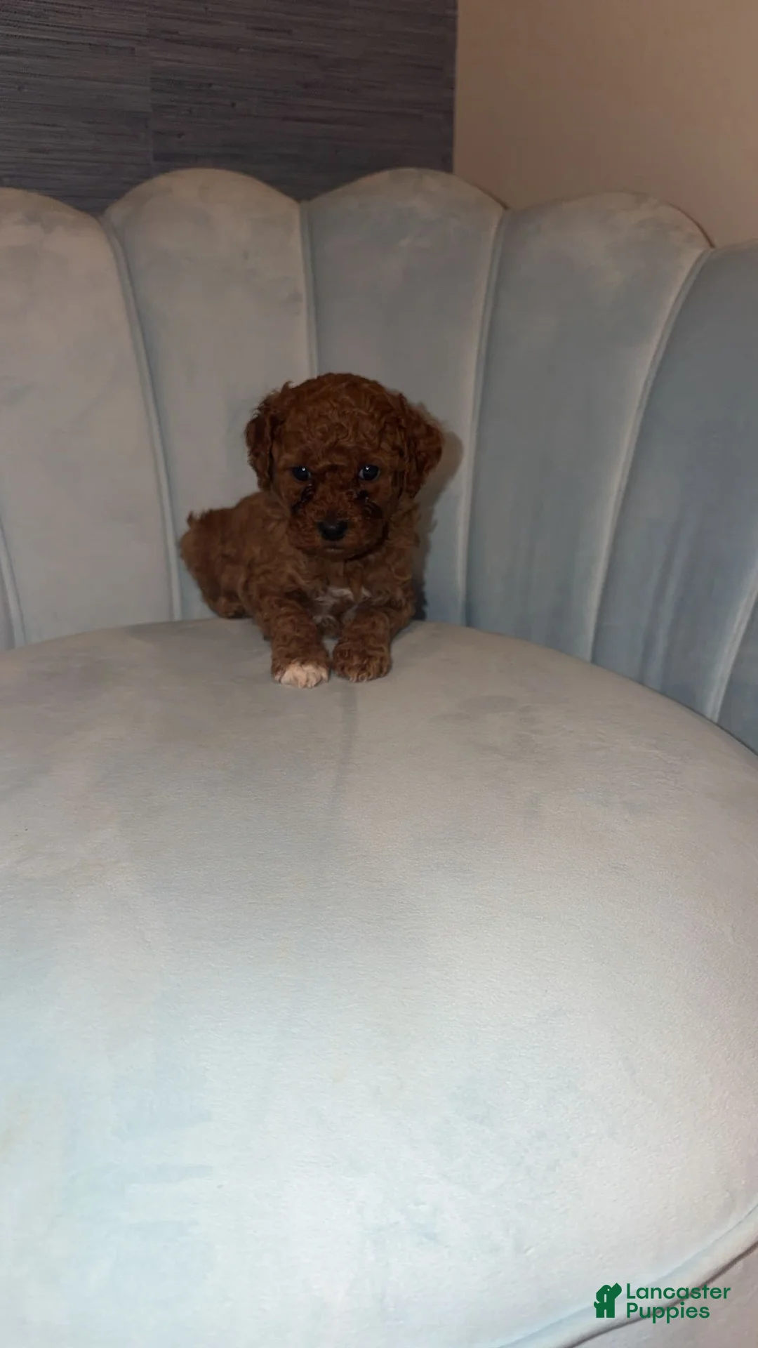 Mini Goldendoodle dogs for sale: Mini Goldendoodle Puppy 2 - Ad 2