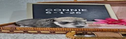 Miniature Schnauzer dogs for sale: Connie - Ad 8