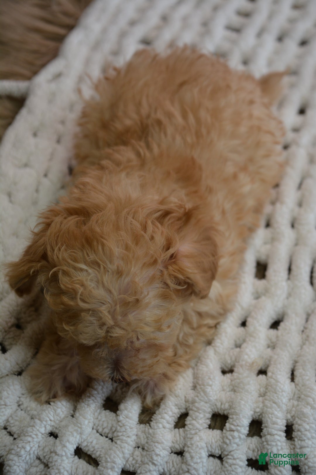 Toy Poodle dogs for sale: Duke - Ad 12