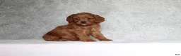 Cavapoo dogs for sale: Winston - Ad 2