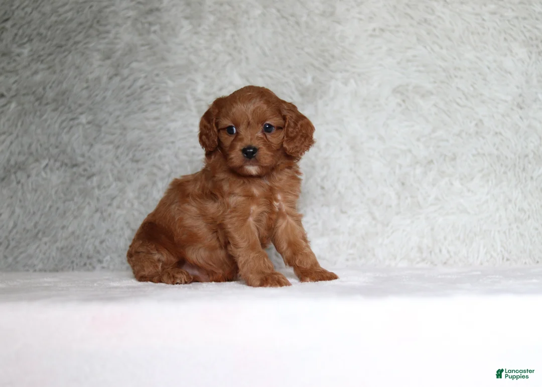 Cavapoo dogs for sale: Winston - Ad 2