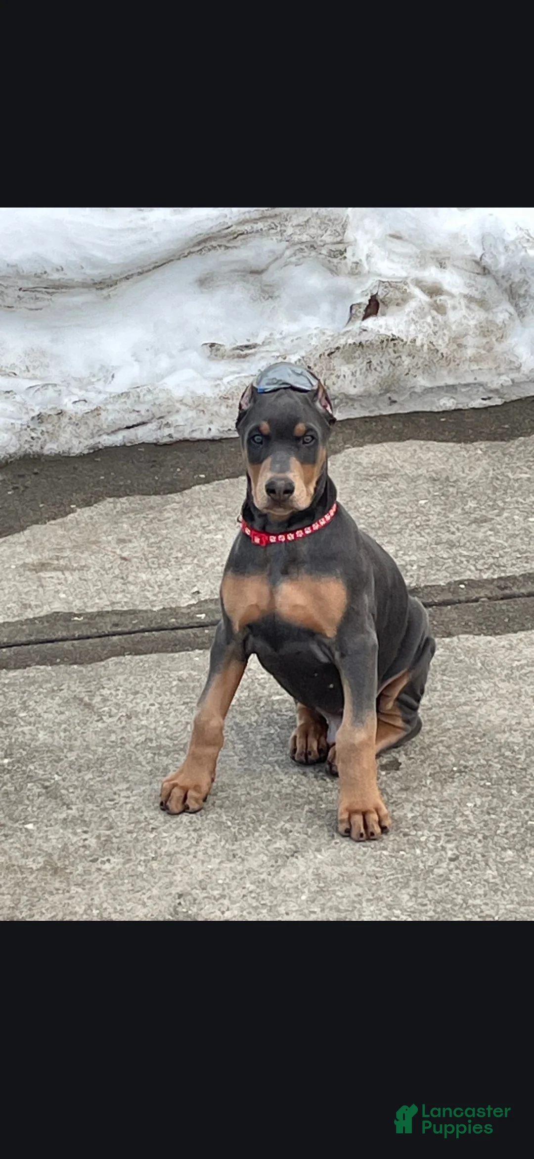 Doberman Pinscher dogs for sale: Blue Doberman Pinscher Puppy - Jett - Ad 2