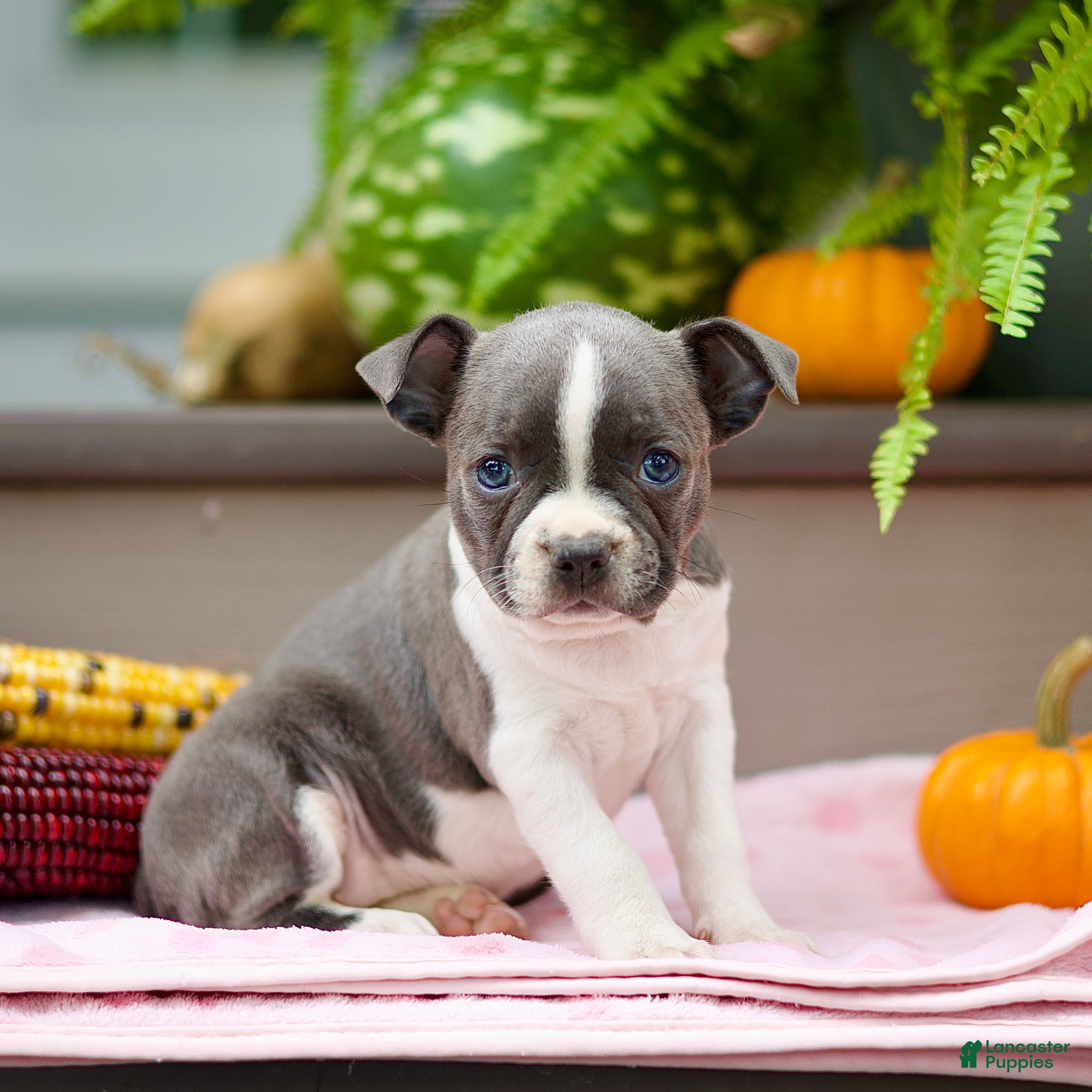 Boston Terrier dogs Riana - Ad 1