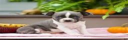 Boston Terrier dogs for sale: Riana - Ad 1