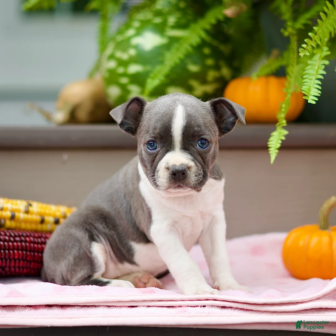 Boston Terrier dogs for sale: Riana - Ad 1